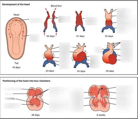 Image result for Heart Development Process