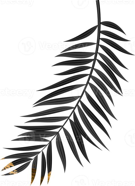 Black Grunge Palm Leaf 14499316 PNG