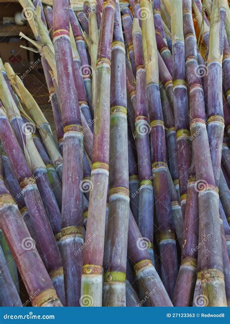Raw Sugar Cane stock image. Image of farming, crop, unrefined - 27123363