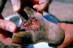 Livestock:: Cattle:: Selection Animal Husbandry :: Home