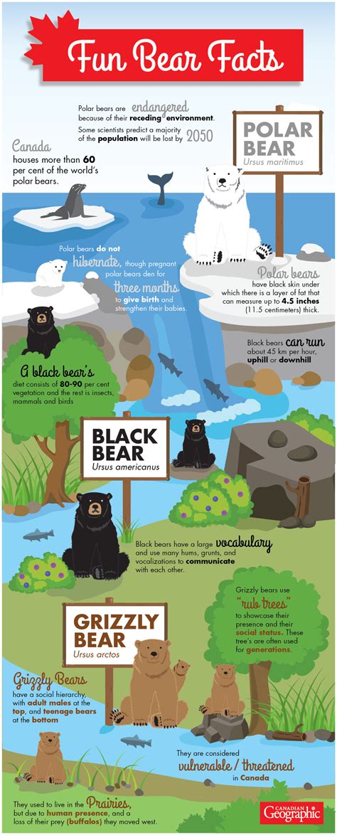 Infographic: Fun facts about Canada’s bear species | Canadian Geographic
