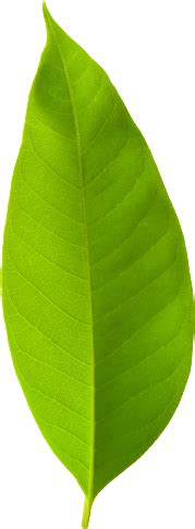 Sansevieria Collection | Snake Plants for Low-Maintenance Greenery ...