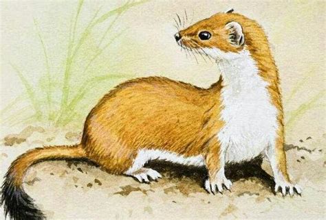 动物讨封的真实事件,向人类讨个回答(修行会随答案增加会倒退)_探秘志