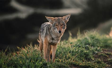 How to Repel Coyotes and Protect Your Pets — Palos Verdes Pulse