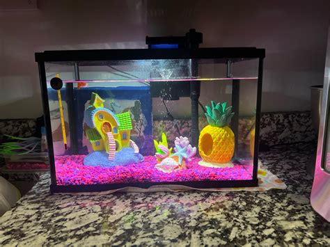 Can Guppies Live Alone? Unveiling The Truth - Vet Advises