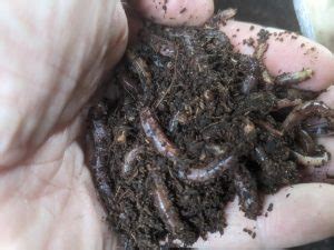 How to Build A Simple Worm Composting Bin In Just 20 Minutes
