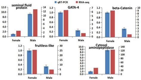 Transcriptome Profiling Reveals Genes Related to Sex Determination and ...