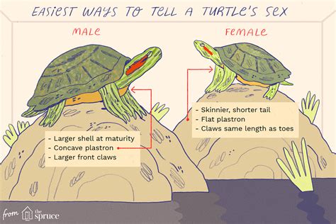 Determining the Gender of a Turtle | Red eared slider turtle, Turtle ...