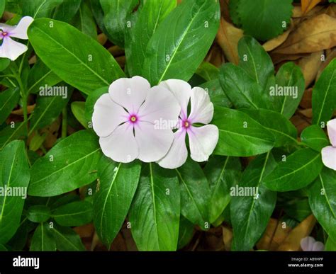 Vinca Rosea Medicinal Uses