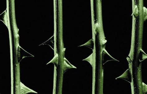 Image result for Negative One October Rust