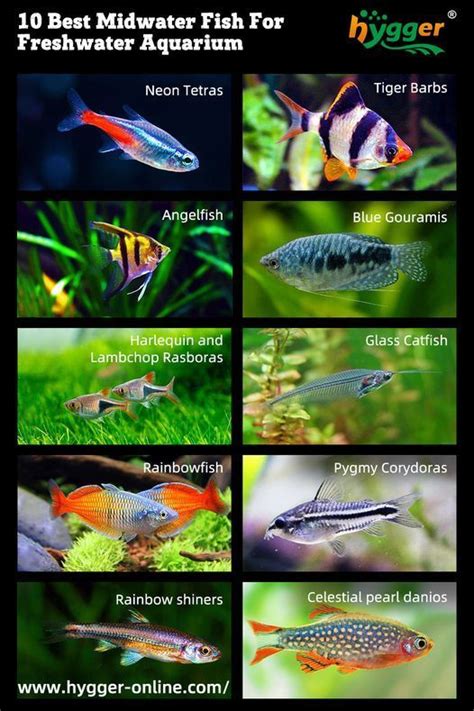 500 freshwater aquarium fish pdf free download