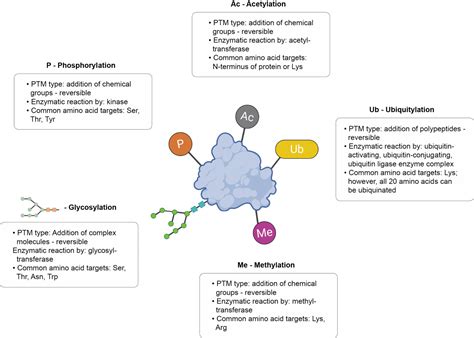 Image result for Post-translational regulation Post-translational Modification