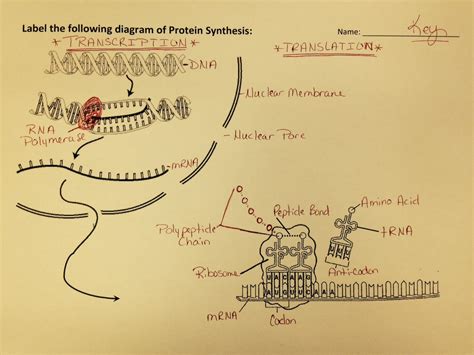 Image result for Protein Synthesis Diagram Worksheet