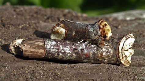 🔥 The incredible camouflage of the Buff Tip Moth makes it look like a twig. : r/NatureIsFuckingLit