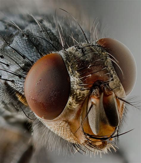 Insect Drones 的图像结果