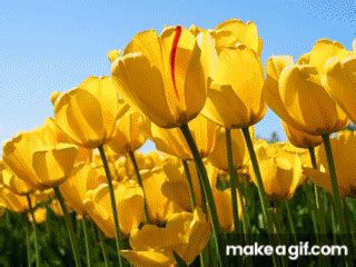 Image result for Tulips Flower Using Python