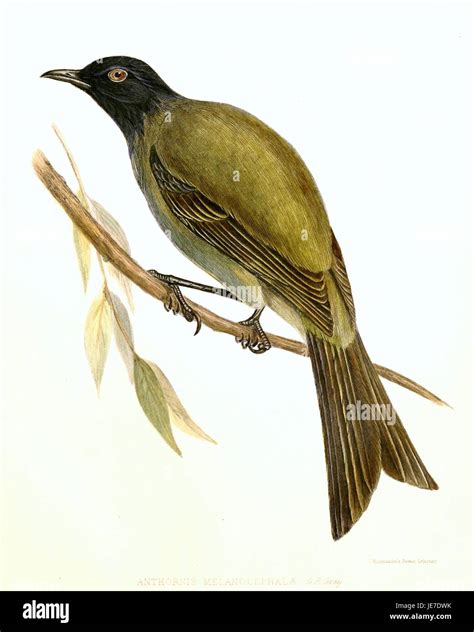 Anthornis melanocephalus, commonly known as the New Zealand bellbird, is a small passerine bird ...