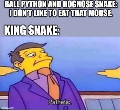 Image result for Boblb Python Snack