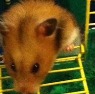 Image result for Baby Teddy Bear Hamster