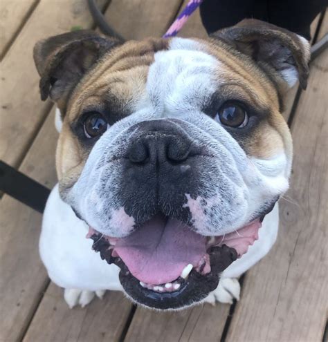 N.J. pets in need: May 24, 2021 - nj.com