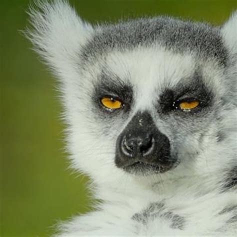 Cute Animals With Big Eyes