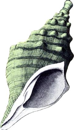 Importance of Shankh – Devshoppe