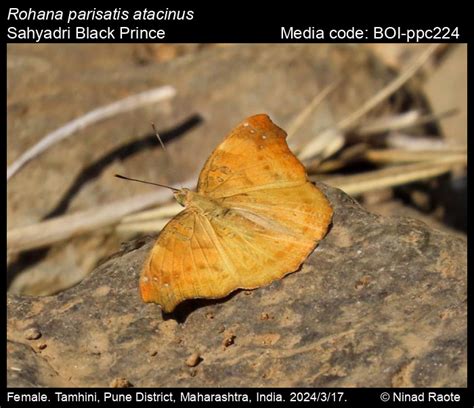 Rohana parisatis atacinus | Butterfly
