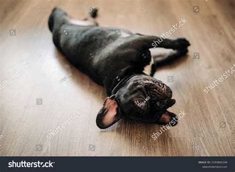 11,488 Dog Laying On Floor Images, Stock Photos & Vectors | Shutterstock