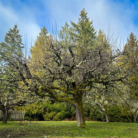 Episode 57: Pruning Fruit Trees - Valley Nursery Inc.