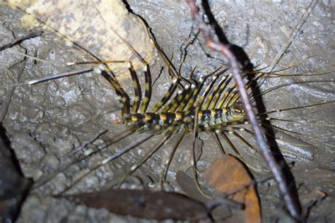 Tabin Wildlife Reserve – Jungle Adventure and Family Safari in Borneo