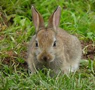 Image result for Soft Fur Baby Bunny