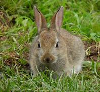 Image result for Real Baby Bunny Toys