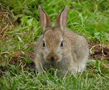 Image result for Fat Baby Rabbit