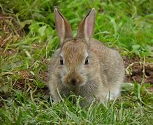 Image result for Tiny Baby Bunny