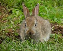 Image result for Tradescantia Chrysophylla Baby Bunny Bellies