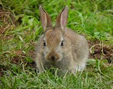 Image result for Foto Baby Rabbit