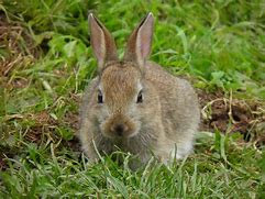 Image result for Pics of Cute Baby Bunny's
