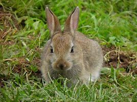 Image result for Pet Baby Bunny