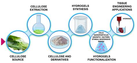 Cellulose-Based Hybrid Hydrogels for Tissue Engineering Applications: A ...