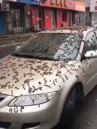 Worms Raining Down In China, Birds Falling From Sky In Mexico, Other ...
