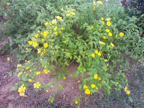 黄花菜的种植方法，学会这几步，轻松大丰收 - 森林食品