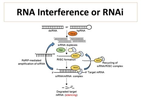 RNA Interference 的图像结果