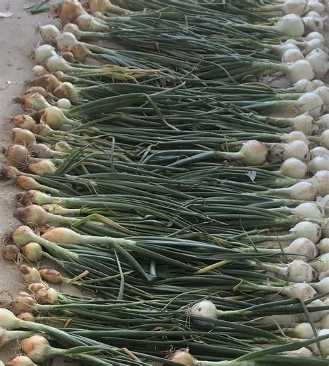 How to Plant Onions: A Complete Guide for Success - East Fork Growing