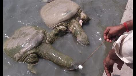 As KMC drags heels, 150 oldest and biggest tortoises die in Kanpur’s ...