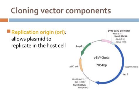 Vector Biotechnology Example 的图像结果