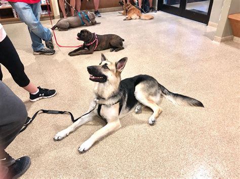 Real World Obedience (with Kris Snider), 951 Point Marion Rd ...