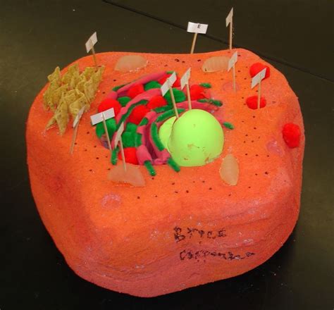 Image result for Animal Cell Model Project