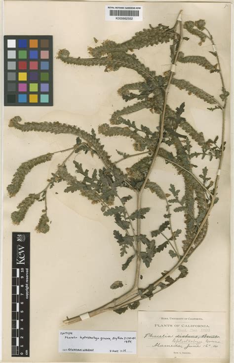 Phacelia distans Benth. | Plants of the World Online | Kew Science