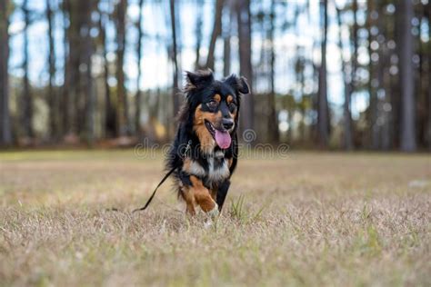 Australian Shepherd at Austin park