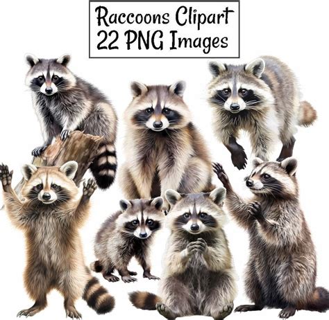 Raccoon Clipart, Watercolor Reptile Digital Downloads, 22 Woodland ...